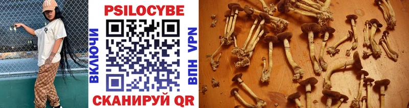 где продают наркотики Донской Псилоцибиновые грибы Psilocybine cubensis